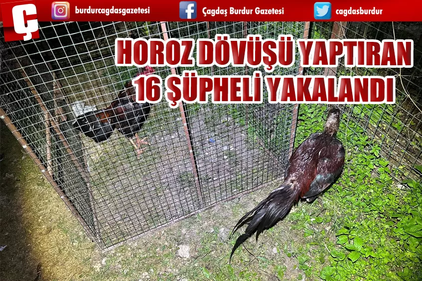 HOROZ DÖVÜŞÜ YAPTIRAN 16 ŞÜPHELİ YAKALANDI 