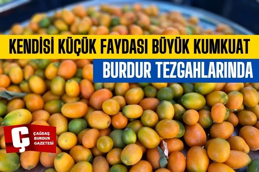 KENDİSİ KÜÇÜK FAYDASI BÜYÜK KUMKUAT MEYVESİ TEZGAHLARDA