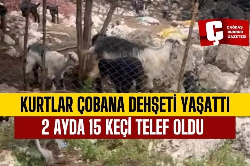 ISPARTA’DA KURTLAR ÇOBANA DEHŞETİ YAŞATTI BİR KEÇİYİ TELEF ETTİ