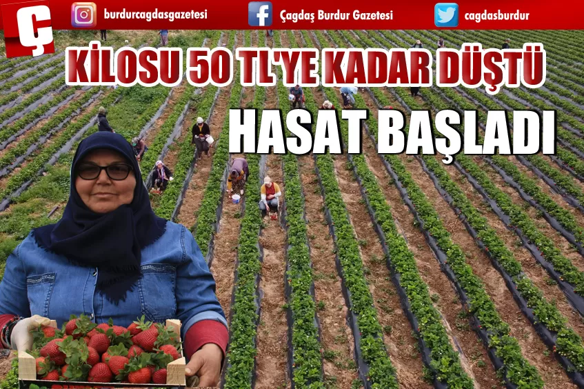 KİLOSU 50 TL'YE KADAR DÜŞTÜ: ÇİLEKTE AÇIKTA HASAT ZAMANI