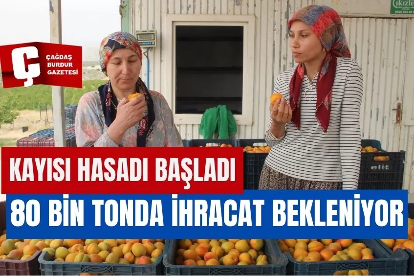 AÇIK ALANDA KAYISI HASADI BAŞLADI