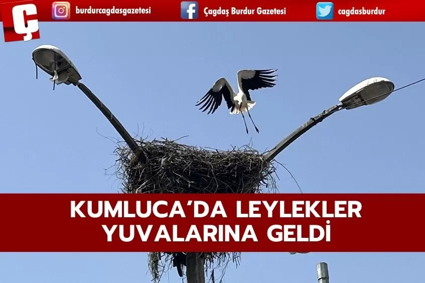 KUMLUCA’DA İLÇE HALKININ YOLUNU GÖZLEDİĞİ LEYLEKLER YUVALARINA GELDİ