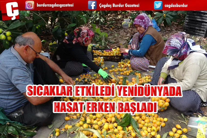 SICAKLAR ETKİLEDİ YENİDÜNYADA HASAT ERKEN BAŞLADI