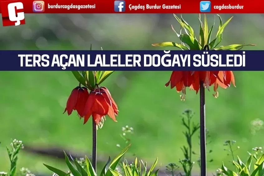 TERS LALELER DOĞAYI SÜSLEDİ