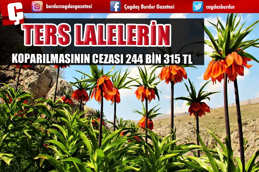 TERS LALELERİN KOPARILMASININ CEZASI 244 BİN 315 TL