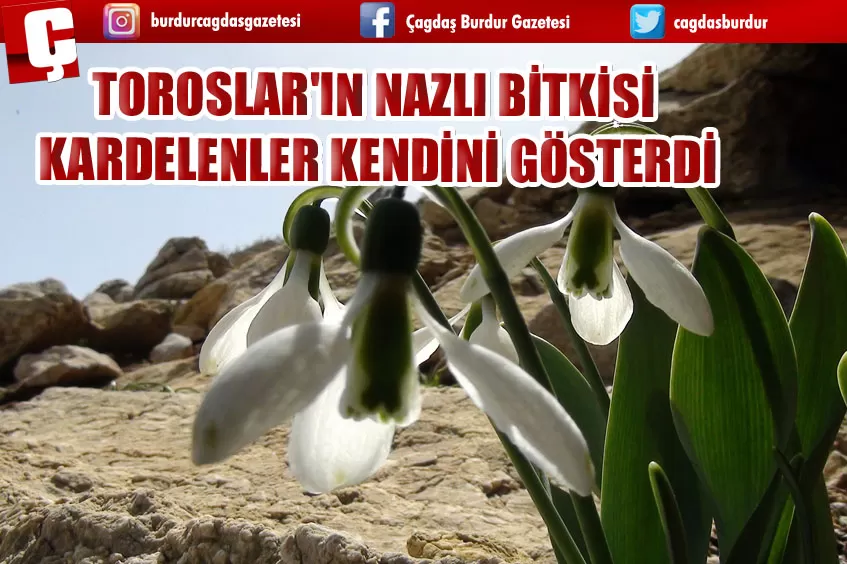 TOROSLAR'IN NAZLI BİTKİSİ KARDELENLER KENDİNİ GÖSTERDİ