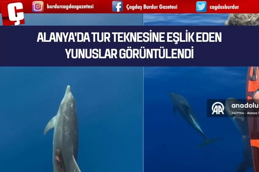 ALANYA'DA TUR TEKNESİNE EŞLİK EDEN YUNUSLAR GÖRÜNTÜLENDİ