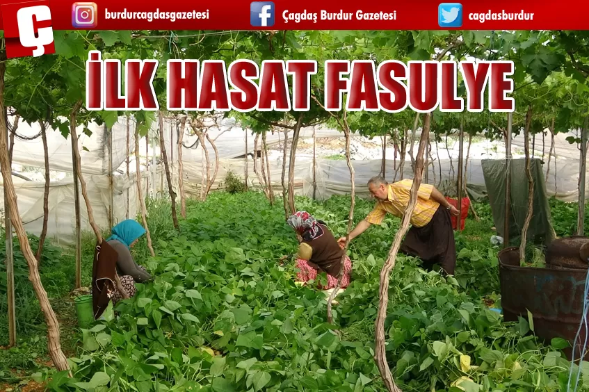 İLK HASAT FASULYE