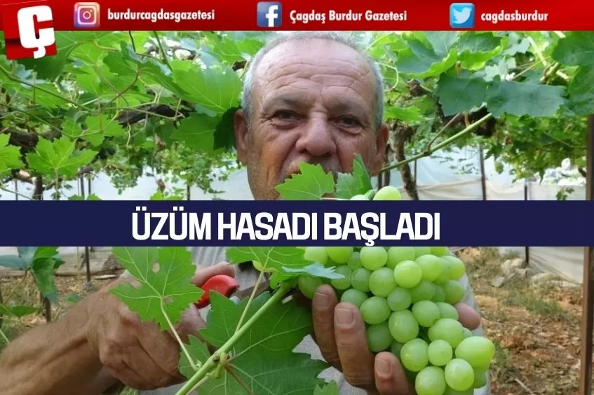 ÜZÜM HASADI BAŞLADI