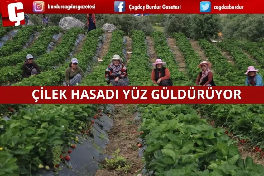 ÇİLEK HASADI YÜZ GÜLDÜRÜYOR