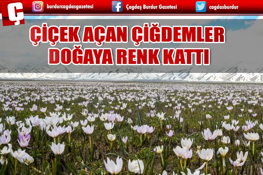 ÇİÇEK AÇAN ÇİĞDEMLER DOĞAYA RENK KATTI