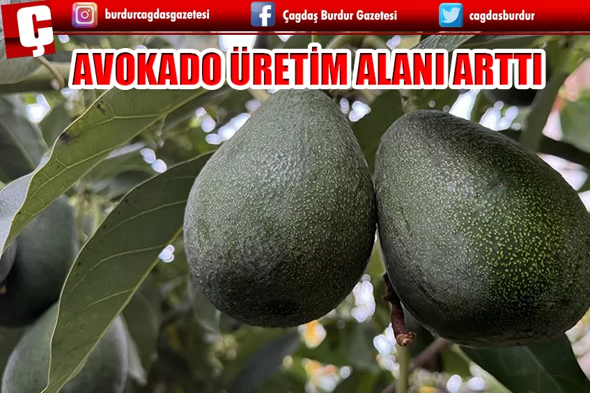 ALANYA'DA AVOKADO ÜRETİM ALANI ARTTI