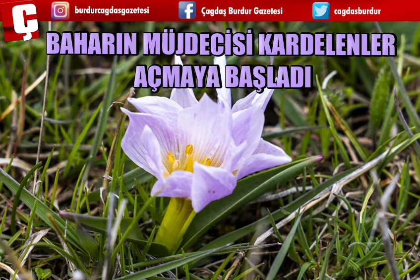 BAHARIN MÜJDECİSİ KARDELENLER AÇMAYA BAŞLADI