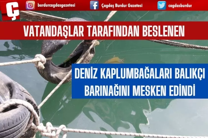 VATANDAŞLAR TARAFINDAN BESLENEN DENİZ KAPLUMBAĞALARI BALIKÇI BARINAĞINI MESKEN EDİNDİ