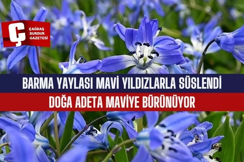 BARMA YAYLASI MAVİ YILDIZLARLA SÜSLENDİ