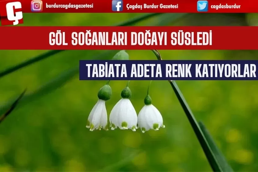 GÖL SOĞANLARI DOĞAYI SÜSLEDİ