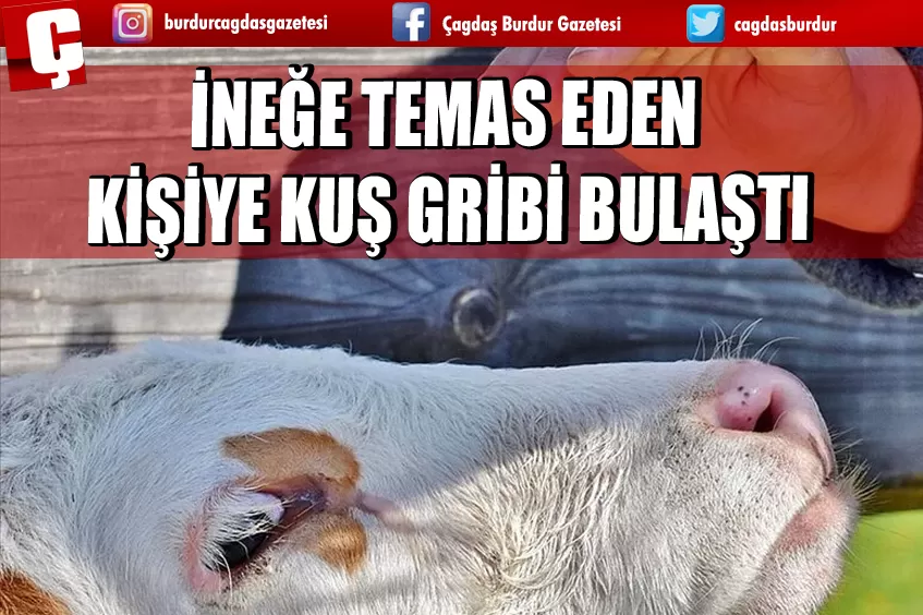 ABD'DE ENFEKTE OLMUŞ İNEĞE TEMAS EDEN KİŞİYE KUŞ GRİBİ BULAŞTI