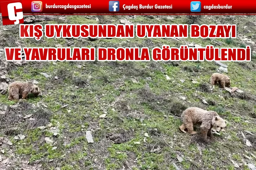 MUNZUR VADİSİ'NDE KIŞ UYKUSUNDAN UYANAN BOZAYI VE YAVRULARI DRONLA GÖRÜNTÜLENDİ
