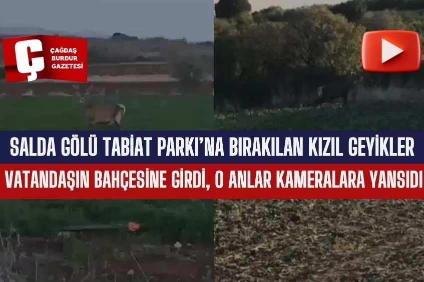 SALDA GÖLÜ TABİAT PARKI'NA BIRAKILAN KIZIL GEYİKLER DOĞADA GÖRÜNTÜLENDİ