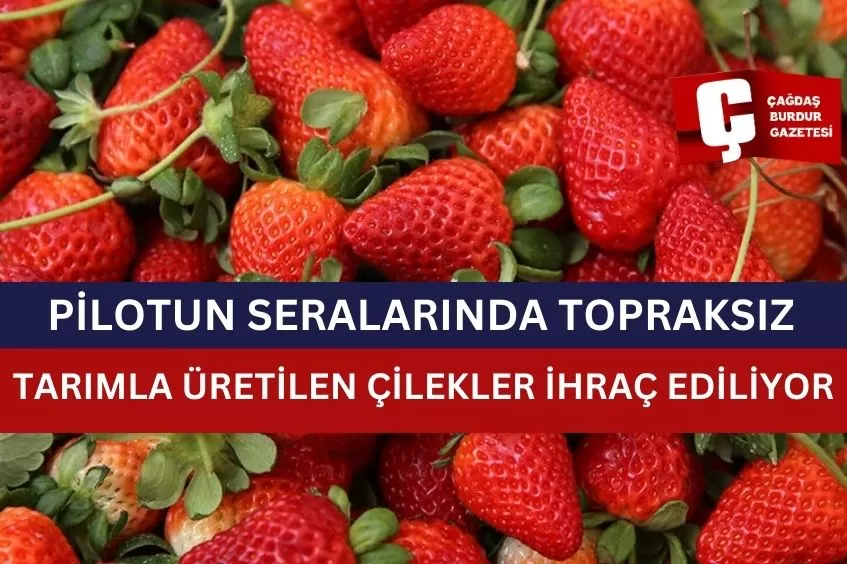 PİLOTUN SERALARINDA TOPRAKSIZ TARIMLA ÜRETİLEN ÇİLEKLER İHRAÇ EDİLİYOR