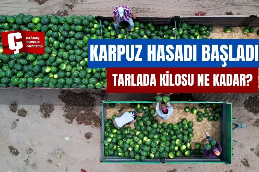 KARPUZ HASADI BAŞLADI