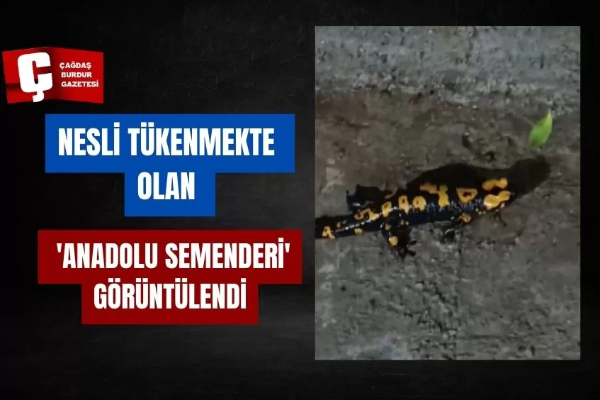  NESLİ TÜKENMEKTE OLAN 'ANADOLU SEMENDERİ' GÖRÜNTÜLENDİ