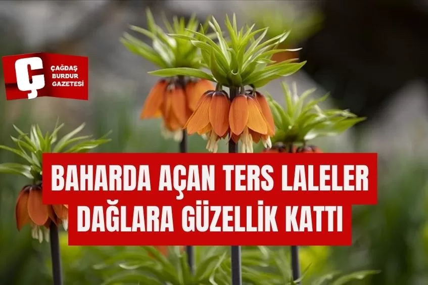 BAHARDA AÇAN TERS LALELER DAĞLARA GÜZELLİK KATTI