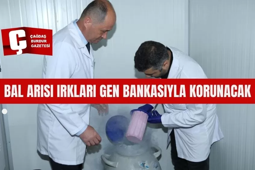 BAL ARISI IRKLARI GEN BANKASIYLA KORUNACAK