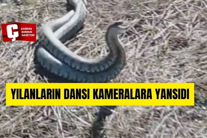 YILANLARIN DANSI KAMERALARA YANSIDI