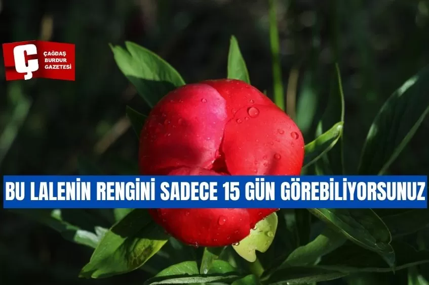 İTECİK LALESİ KAN KIRMIZISI RENGİNİ SADECE 15 GÜN GÖSTERİYOR