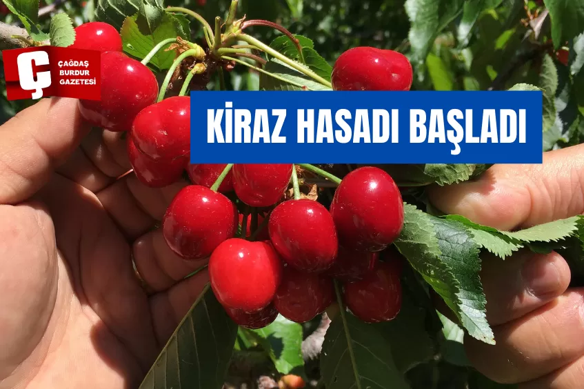 KİRAZ HASADI BAŞLADI