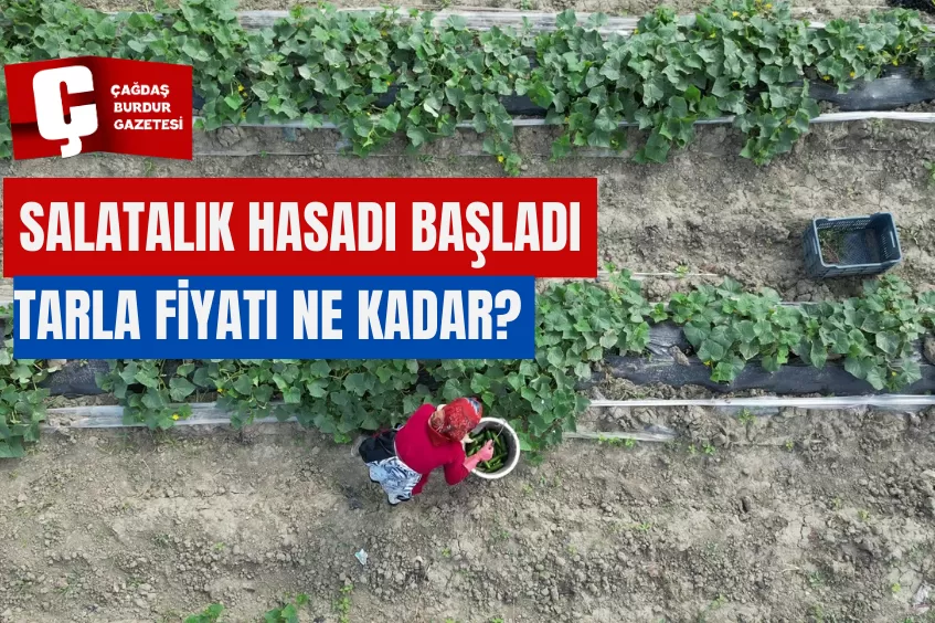 SALATALIK HASADI BAŞLADI, TARLA FİYATI NE KADAR? 