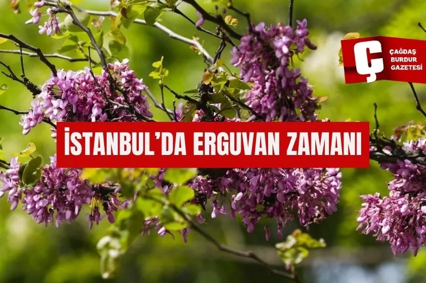 İSTANBUL'DA ERGUVAN ZAMANI