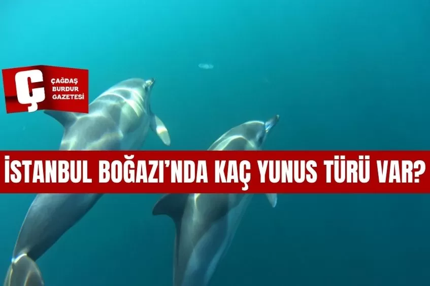 İSTANBUL BOĞAZI’NDAKİ YUNUSLARI NE KADAR TANIYORUZ?