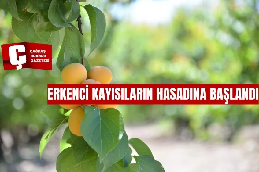 ERKENCİ KAYISILARIN HASADINA BAŞLANDI