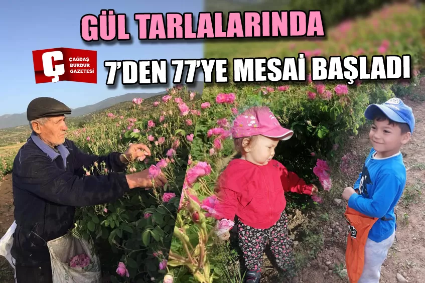 BURDUR’DA GÜL HASADI BAŞLADI