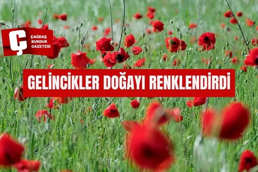 YILDIZ DAĞLARI'NIN ETEKLERİNDE AÇAN GELİNCİKLER DOĞAYI RENKLENDİRDİ