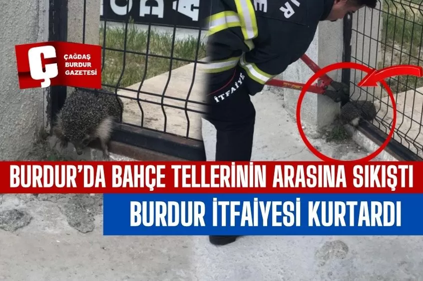 BURDUR’DA TELLERE SIKIŞAN KİRPİYİ İTFAİYE EKİPLERİ KURTARDI