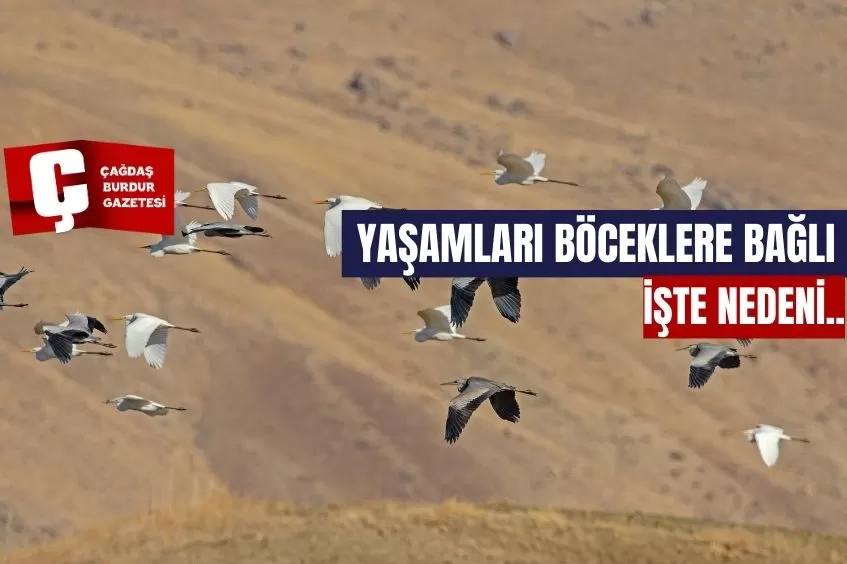 YAŞAMLARI BÖCEKLERE BAĞLI