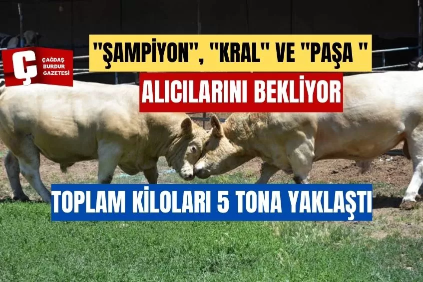 AĞIRLIKLARI 5 TONA YAKLAŞAN