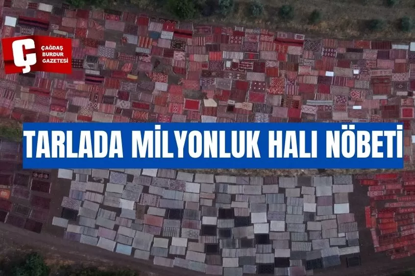TARLADA MİLYONLUK HALI NÖBETİ: GÜNEŞ BATINCA BAŞLIYOR, DOĞUNCA BİTİRİYORLAR