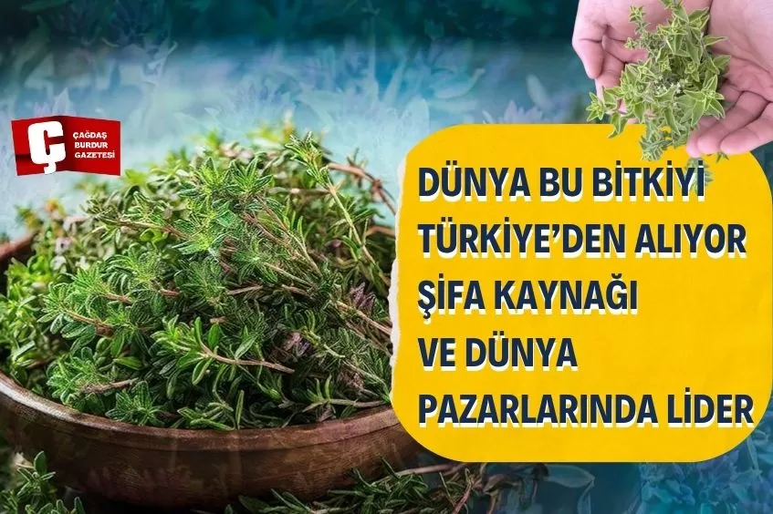 DÜNYA BU MUCİZE BİTKİYİ TÜRKİYE’DEN ALIYOR