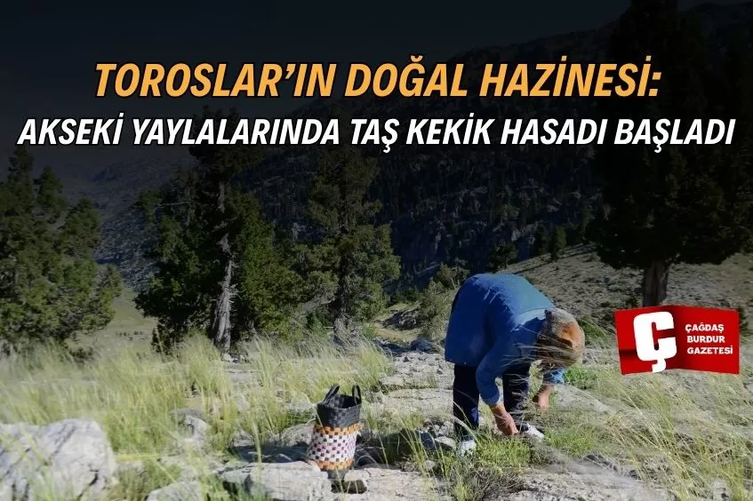 ŞİFALI TAŞ KEKİĞİ İÇİN BİN 800 RAKIMLI YAYLAYA ÇIKIYORLAR