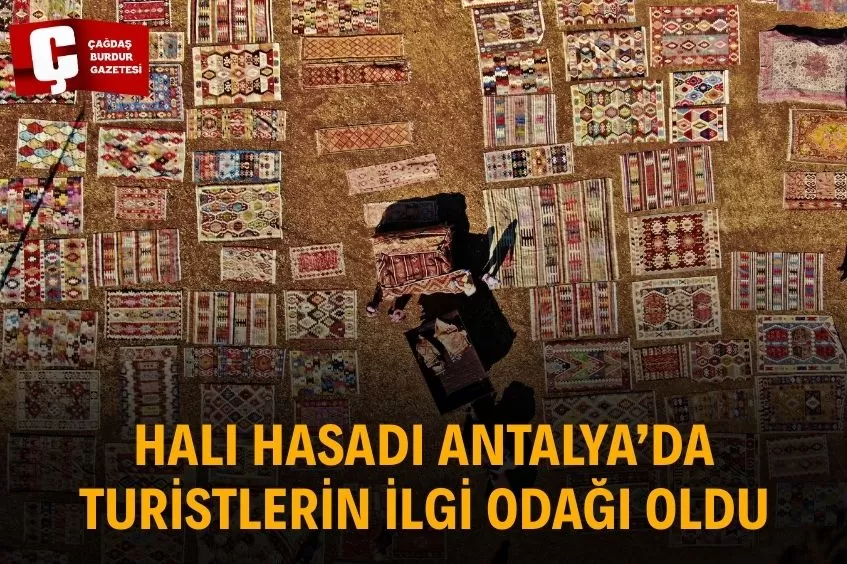 BİNLERCE EL DOKUMASI HALI ANTALYA SICAKLARINDA HASAT EDİLDİ