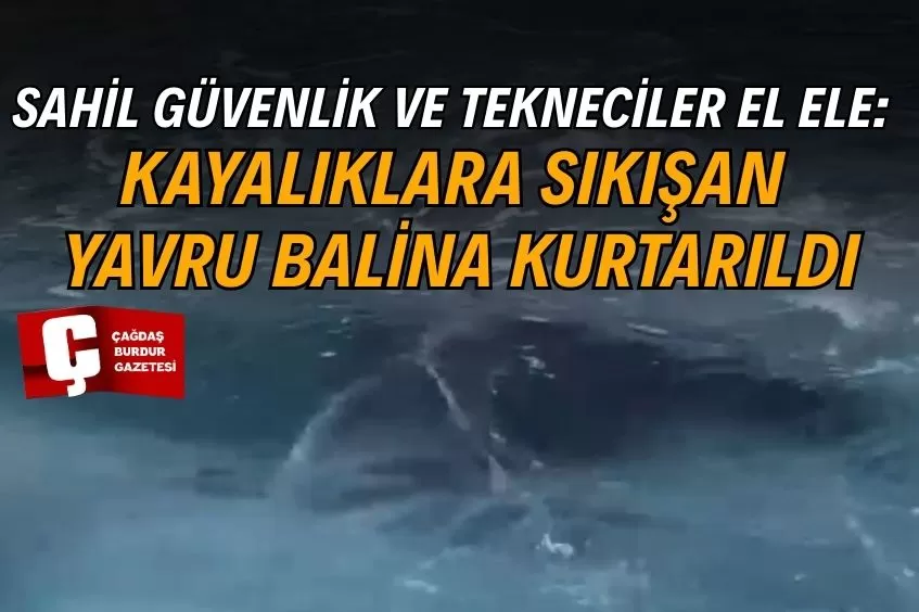 ANTALYA'DA KAYALIKLAR ARASINA GİREN YAVRU BALİNA KURTARILDI