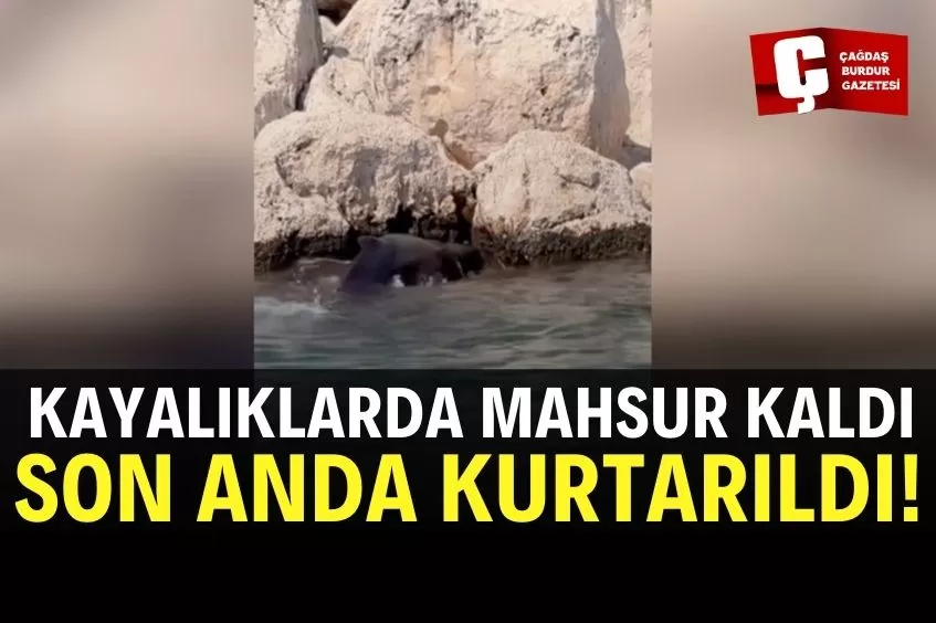 ANTALYA'DA KAYALIKLARA SIKIŞAN BALİNA YAVRUSU KURTARILDI