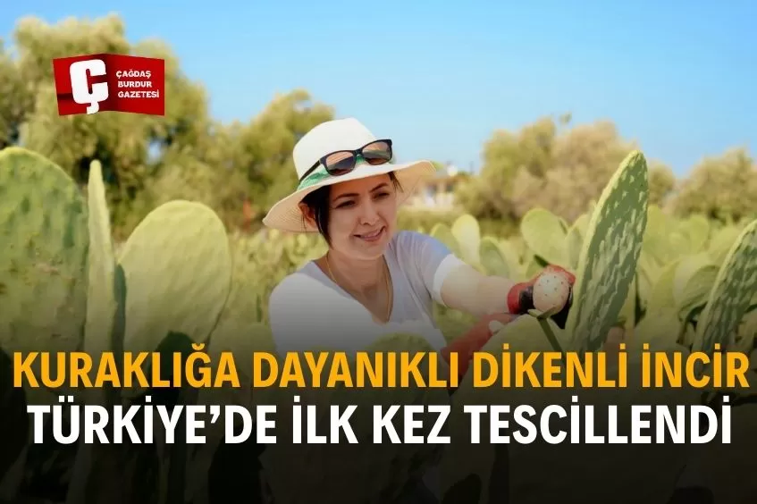 ALAY KONUSUYDULAR, ŞİMDİ DİKENLİ İNCİRLERİ DÜNYAYA SATIYORLAR