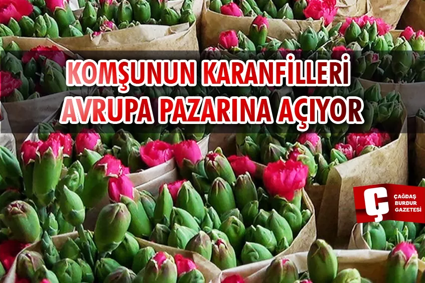 ISPARTA'NIN KARANFİLLERİ AVRUPA PAZARINDA AÇIYOR