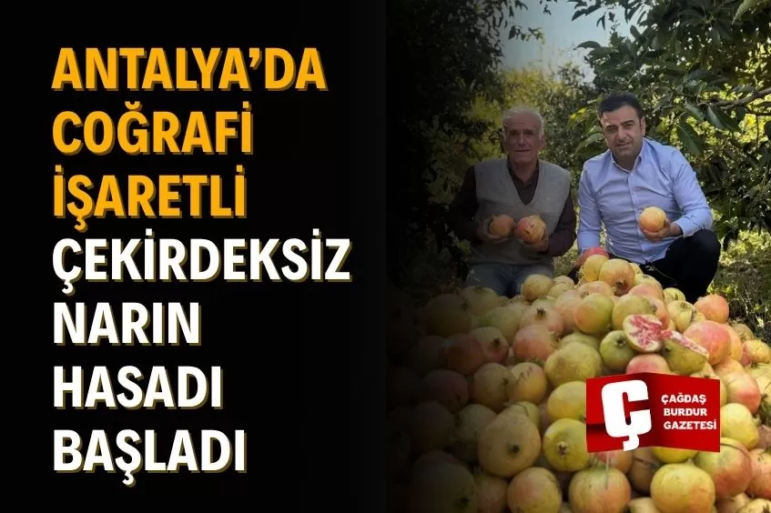 ANTALYA’NIN TESCİLLİ LEZZETİ GAZİPAŞA NARI HASAT SEZONUNDA