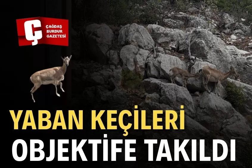 ISPARTA'DA SARP KAYALIKLARDA YABAN KEÇİLERİ GÖRÜNTÜLENDİ